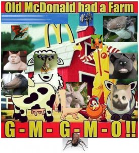 McDonald farm gmo-new.jpg