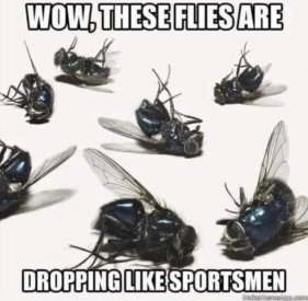 flies.jpg