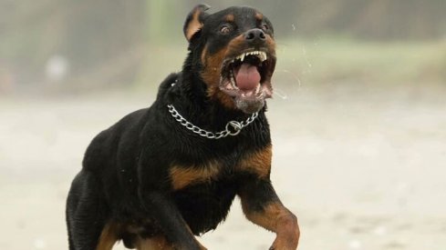 Rottweiler-Dog-Scary-Look-Picture_750.jpg