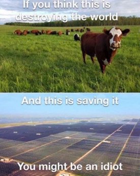cow.jpg
