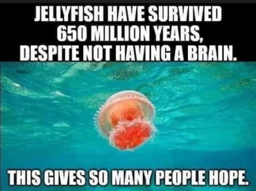 jellyfish.png
