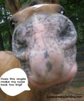 funny-horse-pictures-01.jpg