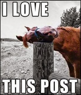 Horse-Meme-I-love-this-post.jpg
