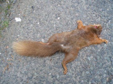 Red Squirrel Dead_ Youghal-Tallow rd_ May 1970_ Tom_ Kennedy.jpg