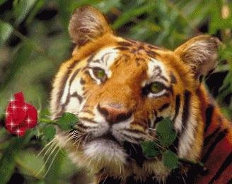 tijger met roos.JPG