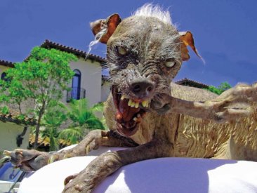 https___cdn.cnn.com_cnnnext_dam_assets_130621161004-sam-the-worlds-ugliest-dog.jpg