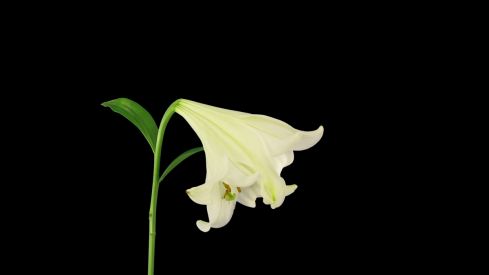 videoblocks-time-lapse-of-dying-white-easter-lily-13x3-in-rgb-alpha-matte-format-isolated-on-b...png